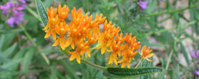 Asclepias tuberosa