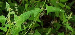 Atriplex glabriuscula