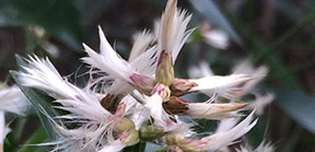 Baccharis halimifolia