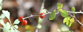 Berberis thunbergii