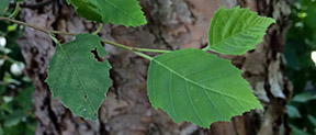 Betula nigra