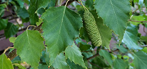 Betula populifolia