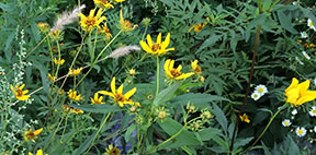 Bidens aristosa