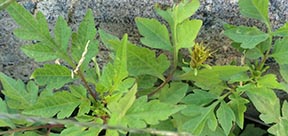 Bidens bipinnata