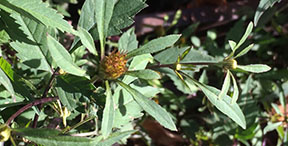 Bidens frondosa