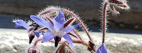 Borago officinalis