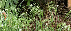 Bromus tectorum