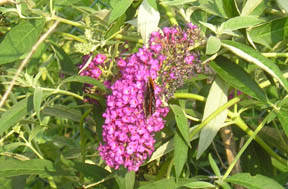 Buddleja davidii