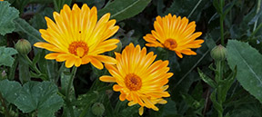 Calendula officinalis