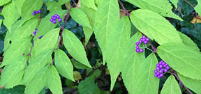 Callicarpa americana