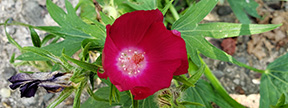 Callirhoe involucrata