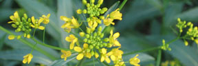 Camelina microcarpa