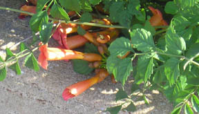 Campsis radicans