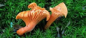 Cantharellus cinnabarinus