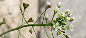 Capsella bursa-pastoris