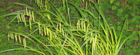 Carex crinita