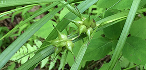 Carex intumescens