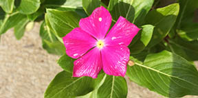 Catharanthus roseus