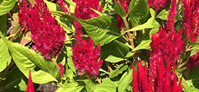 Celosia argentea