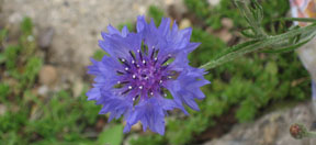 Centaurea cyanus