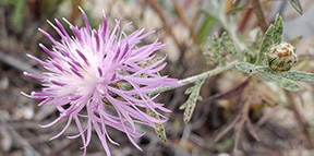 Centaurea stoebe