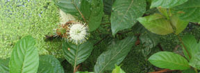 Cephalanthus occidentalis