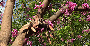 Cercis canadensis