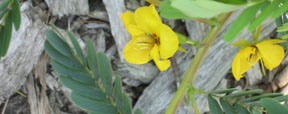 Chamaecrista fasciculata