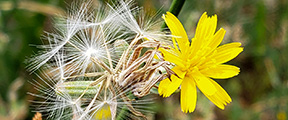 Chondrilla juncea