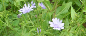 Cichorium intybus