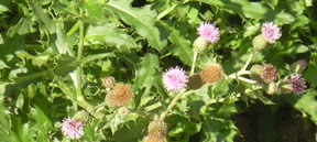 Cirsium arvense