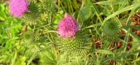 Cirsium vulgare