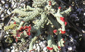 Cladonia