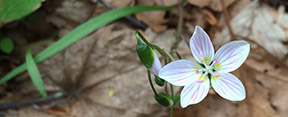 Claytonia virginica