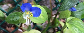 Commelina communis