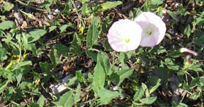 Convolvulus arvensis