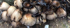 Coprinellus micaceus