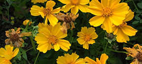 Coreopsis grandiflora