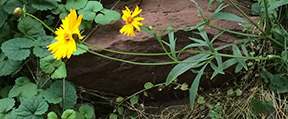 Coreopsis lanceolata