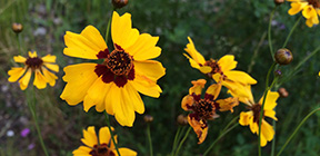 Coreopsis tinctoria