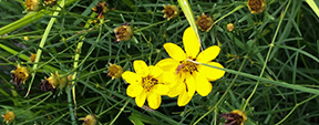 Coreopsis verticillata