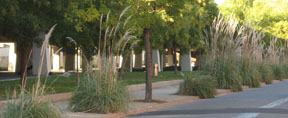 Cortaderia selloana