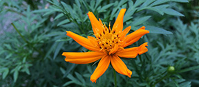 Cosmos sulphureus