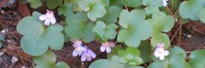 Cymbalaria muralis