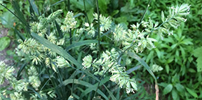 Dactylis glomerata