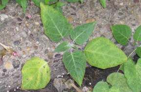 Datura innoxia