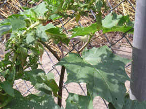 Datura stramonium