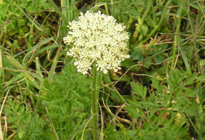 Daucus carota