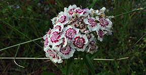 Dianthus barbatus