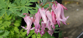 Dicentra eximia